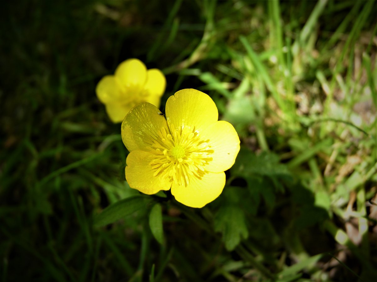 Captivated by the enchantment of the sunlight & honey in a #buttercup today. Fascinating account of how it turns pools of sunlight scooped in petals to warm its reproductive organs & ripen pollen in its stamens; theguardian.com/science/2017/m… #ButtercupChallenge #Ranunculus #365DaysWild