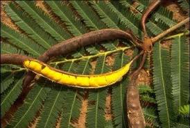 4) Le néré « ouul » est le fruit du néré « garabu ouul ». L’arbre dépasse les 20 mètres facilement. Au Sénégal, on l’utilise pour la fabrication du nététou. En outre, le néré est utilisé contre la malnutrition, l’hypertension. 