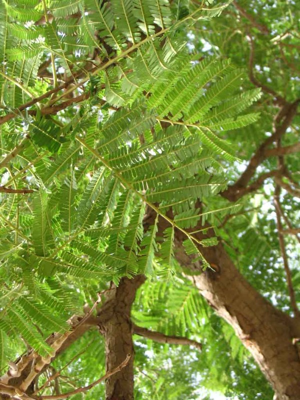 4) Le néré « ouul » est le fruit du néré « garabu ouul ». L’arbre dépasse les 20 mètres facilement. Au Sénégal, on l’utilise pour la fabrication du nététou. En outre, le néré est utilisé contre la malnutrition, l’hypertension. 
