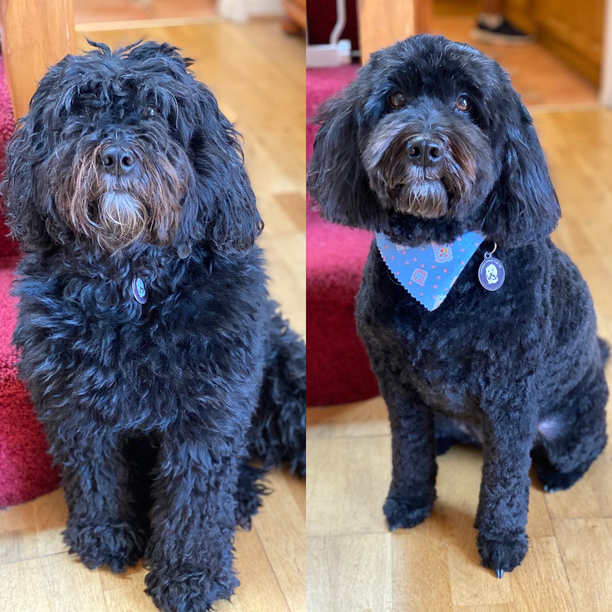 Matilda_Forster's tweet photo. I feel soooo much better now, 2 months overdue for a hair cut and look at the state of me! 🐶 #lockdownhaircut https://t.co/6Q9hGv1JBc