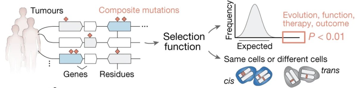 Debyani Chakravarty, PhD ๐บ๐ฆ (@cdebyaniphd) on Twitter photo Superb <a href="/nature/">nature</a> paper by <a href="/alexgorelick/">Alex Gorelick</a> (need a postdoc anyone?) co-mentored by <a href="/BarryTaylorLab/">Barry S. Taylor</a> & <a href="/EdReznik/">Ed Reznik</a>. Nearly 1 in 4 tumors hv composite mt & are often a combn of less common hotspots e.g PIK3CA composite mt in breast cancer (see @VasanNeil paper bit.ly/2ZMxl87) Superb <a href="/nature/">nature</a> paper by <a href="/alexgorelick/">Alex Gorelick</a> (need a postdoc anyone?) co-mentored by <a href="/BarryTaylorLab/">Barry S. Taylor</a> & <a href="/EdReznik/">Ed Reznik</a>. Nearly 1 in 4 tumors hv composite mt & are often a combn of less common hotspots e.g PIK3CA composite mt in breast cancer (see @VasanNeil paper bit.ly/2ZMxl87)