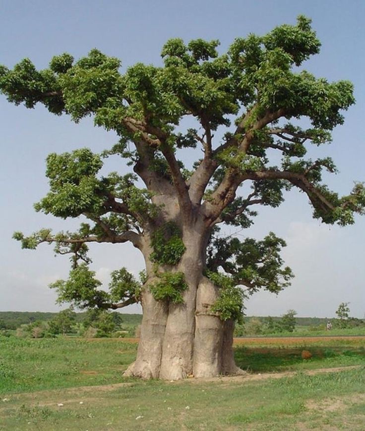 La poudre du pain de singe est aussi un fortifiant pour les nourrissons.  https://www.plantes-et-sante.fr/articles/plantes-medicinales/1856-le-fruit-du-baobab-le-pain-de-singe-une-pharmacie-vitalite-a-elle-seule