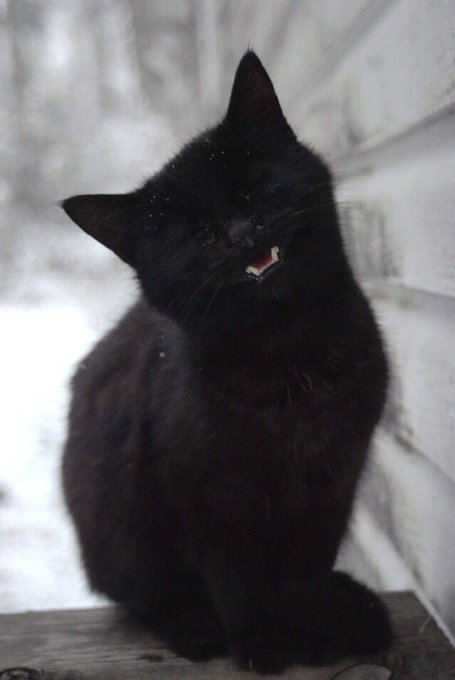 _acatinblack's tweet photo. 🖤

More: https://t.co/Nz6aHleijt
#gothhouse #blackcat #gothpet #coven #moonchild #gothhome #nugoth #witchhouse #witchhome #blackkitten #witchpet #gatopreto #blackcatday #catmeme #gothmeme #gothlife #gothmemes #funnnycat #gothgoth #acatinblack ⛧ https://t.co/O8A3GXCIxG