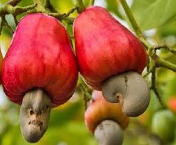 3) L’anacarde « darkassé » ou cajou et la noix de cajou est le fruit de l’anacardier « garabu darkassé ».En dehors de son poids économique (production de kérosène, peintue), l’anacarde.Les antioxydants sont importants pour lutter 