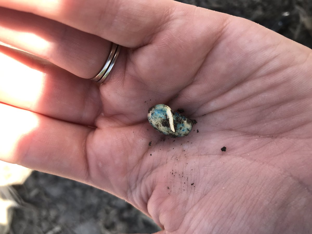 Steph Berlett (@kowalsk11) on Twitter photo Looking forward to following these <a href="/ALCanadaLabs/">A&L Canada Laboratories Inc.</a> biological products in our variety trial 🌱 Thanks for letting us test them out <a href="/glschris/">Chris Meier</a>. Seeded yesterday! #trials #plant20 Looking forward to following these <a href="/ALCanadaLabs/">A&L Canada Laboratories Inc.</a> biological products in our variety trial 🌱 Thanks for letting us test them out <a href="/glschris/">Chris Meier</a>. Seeded yesterday! #trials #plant20