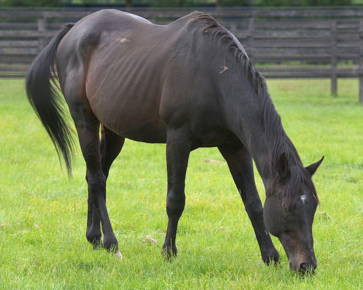 ブライアンズタイムのぬいぐるみSサイズ 競馬 ウマ娘