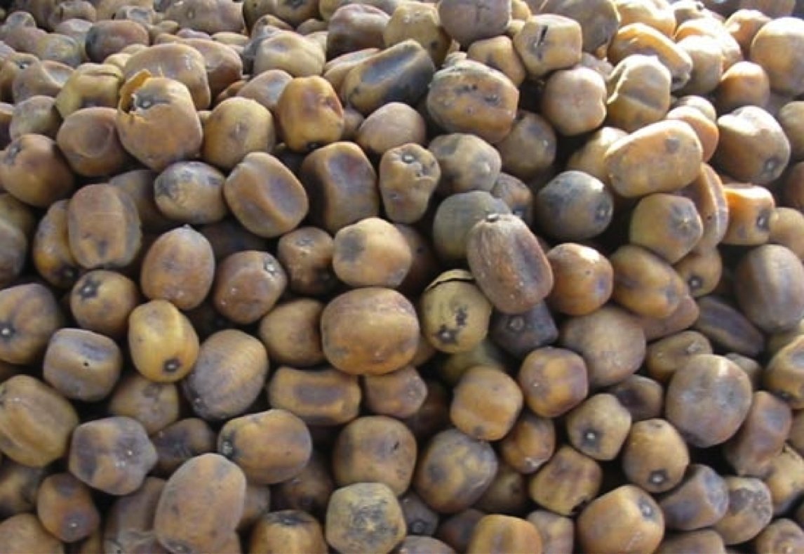 6) La datte du désert « soump » est le fruit du dattier du désert. Il pousse dans les régions arides et est couvert d’épines avec peu de feuilles. Le soump est connu pour etre très laxatifs et huileux. Il est aussi efficace pour les troubles digestifs.  https://www.ndarinfo.com/Le-dattie... class= 6) La datte du désert « soump » est le fruit du dattier du désert. Il pousse dans les régions arides et est couvert d’épines avec peu de feuilles. Le soump est connu pour etre très laxatifs et huileux. Il est aussi efficace pour les troubles digestifs.  https://www.ndarinfo.com/Le-dattie... class=