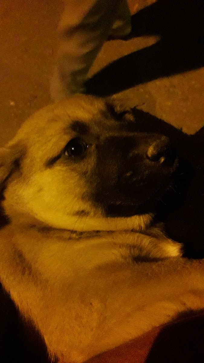 Ben köpek yavrusu buldum şehrin ortasında. Annesi, kardeşi falan da yok. Daha kötüsü benim koyacak yerim yok. Arkadaşlar çok acil geçici/kalıcı yer arıyorum.
Salihli/Manisa
Izmir-Manisa çevresi olur
Güvenirsem pet nakille elimden geldiğince göndermeye çalışırım yavrumu.
