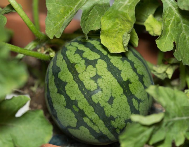 La pastèque désaltère. La pastèque est l’un des aliments les plus riches en citrulline https://www.passeportsante.net/fr/Nutrit... class= La pastèque désaltère. La pastèque est l’un des aliments les plus riches en citrulline https://www.passeportsante.net/fr/Nutrit... class=