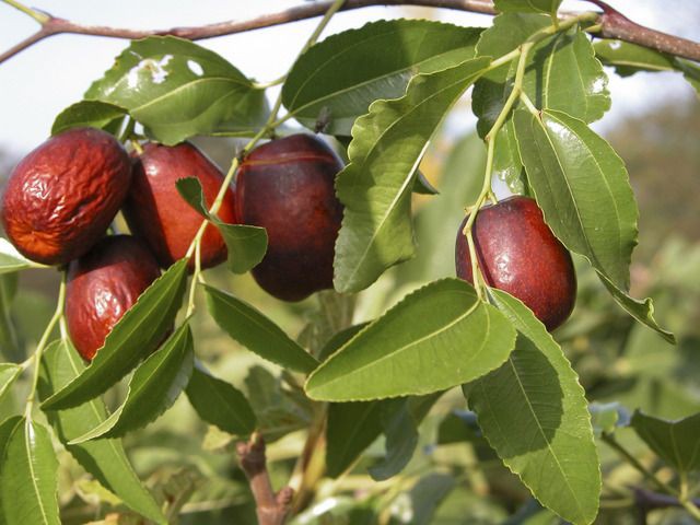 8) La jujube « siddem » est le fruit du jujubier. C’est un grand arbre épineux. Son fruit contient beaucoup de fer, de potassium et du sodium. Particulièrement, le jujube est un antioxydant.