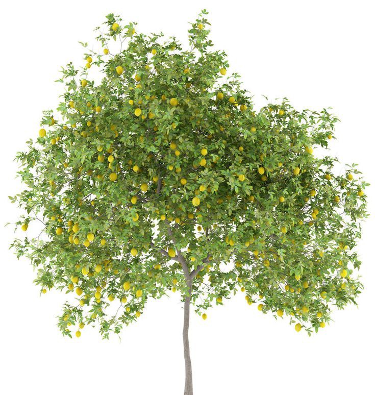 9) Le citron « lingom » est le fruit du citronnier « garabu lingom ». C’est un agrume.Le citron est bon pour tout. Il aide à la digestion. Sa carte d’identité est la vitamine C. il est intéressant dans la lutte contre les mauvaises toxines.  https://www.femininbio.com/cuisine-r... class= 9) Le citron « lingom » est le fruit du citronnier « garabu lingom ». C’est un agrume.Le citron est bon pour tout. Il aide à la digestion. Sa carte d’identité est la vitamine C. il est intéressant dans la lutte contre les mauvaises toxines.  https://www.femininbio.com/cuisine-r... class=