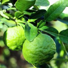 9) Le citron « lingom » est le fruit du citronnier « garabu lingom ». C’est un agrume.Le citron est bon pour tout. Il aide à la digestion. Sa carte d’identité est la vitamine C. il est intéressant dans la lutte contre les mauvaises toxines.  https://www.femininbio.com/cuisine-recettes/actualites-et-nouveautes/le-citron-sa-consommation-et-ses-bienfaits-4701
