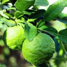 9) Le citron « lingom » est le fruit du citronnier « garabu lingom ». C’est un agrume.Le citron est bon pour tout. Il aide à la digestion. Sa carte d’identité est la vitamine C. il est intéressant dans la lutte contre les mauvaises toxines.  https://www.femininbio.com/cuisine-r... class= 9) Le citron « lingom » est le fruit du citronnier « garabu lingom ». C’est un agrume.Le citron est bon pour tout. Il aide à la digestion. Sa carte d’identité est la vitamine C. il est intéressant dans la lutte contre les mauvaises toxines.  https://www.femininbio.com/cuisine-r... class=