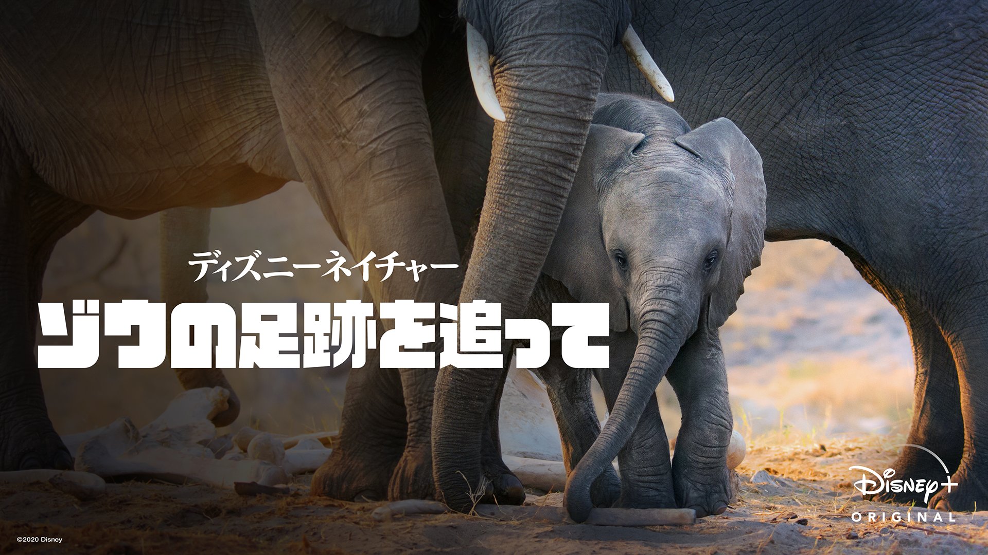 Macgy ディズニーネイチャー ゾウの足跡を追って T Co Kcpkvs8l6x T Co Zavcpquakv Twitter Macgy ディズニーネイチャー ゾウの足跡を追って T Co Kcpkvs8l6x T Co Zavcpquakv Twitter