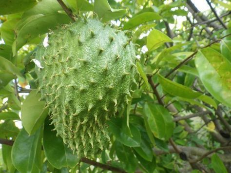 12) le corossol également a le même nom en français qu’en wolof (carassol). L’arbre s’appelle le corossolier. Le fruit est riche en fer. Personnellement expérimenté, ses feuilles infusées, arrêtent le vomissement. 