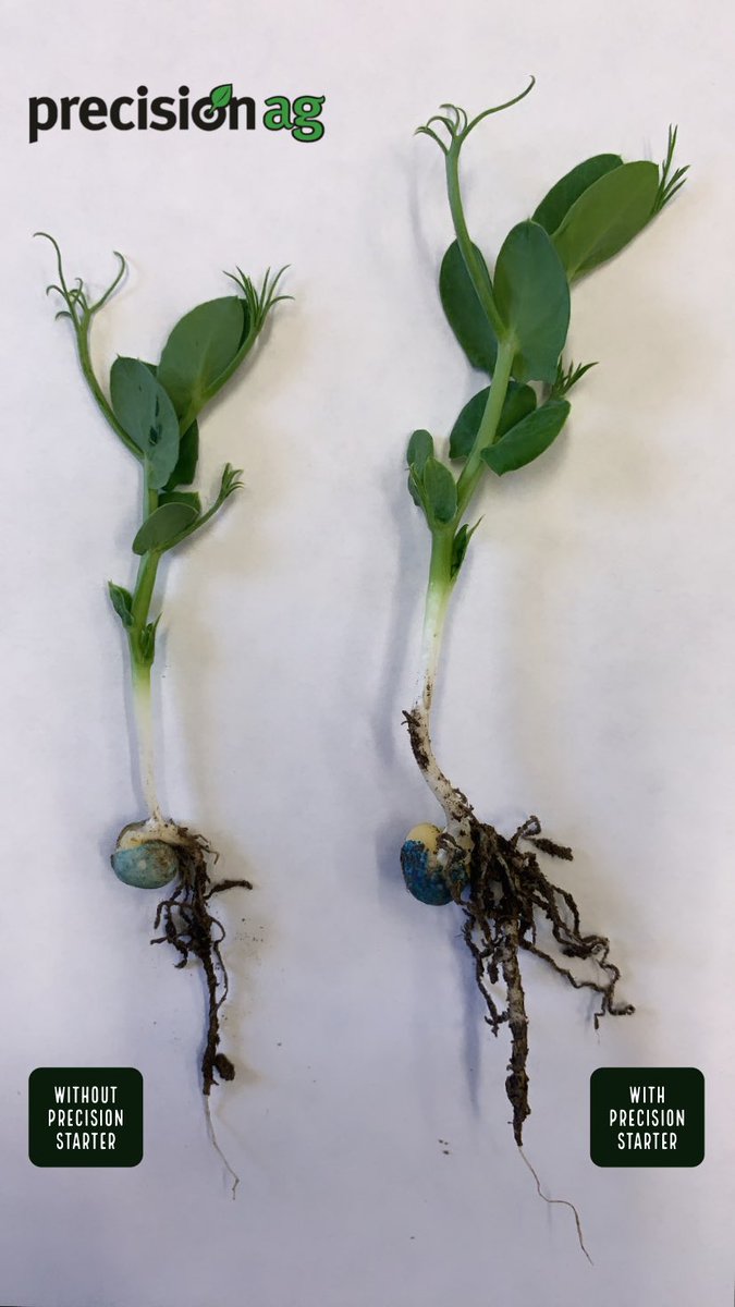 PrecisionAg1's tweet photo. BIG difference seen by treating #CarverPeas w/ #PrecisionStarter - grow baby grow! 🧑🏼‍🔬

@TaurusAgTeam @canterraseeds #Plant20 https://t.co/vi5Lx4mlWN