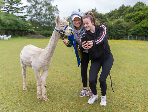 alpacas!!