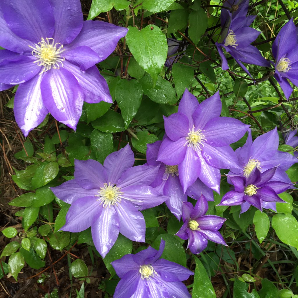 JonisAgee's tweet photo. A rainy day lift! Huge purple clematis blooms along the front fence. You plant them and they grow! Such a happy sight on gray days! https://t.co/F6QT4EAUCg