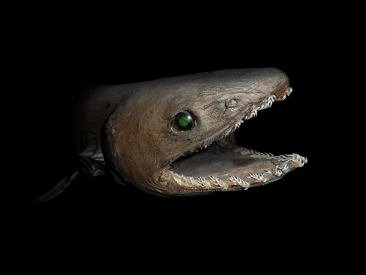 Most primitive sharks had teeth that separated into trident-shaped needles as seen in this frilled shark(The frilled shark is another shark with its mouth at the front of its head rather than the underside!)