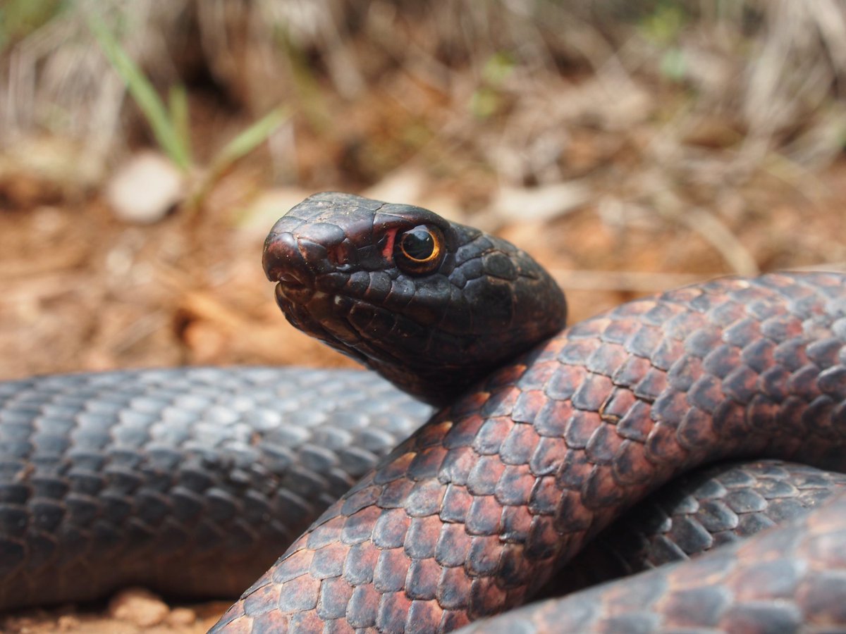 BugCatcher_Mark's tweet photo. Eastern Coachwhip. Central Oklahoma. #herping #coachwhip #snake #nature #herping2020 #bugcatchermark https://t.co/nmxzVJvn47