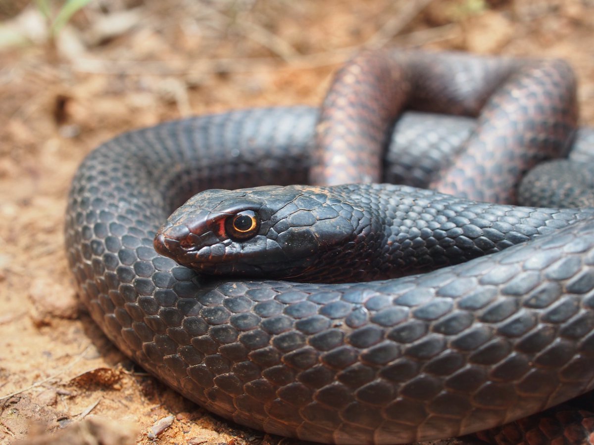 BugCatcher_Mark's tweet photo. Eastern Coachwhip. Central Oklahoma. #herping #coachwhip #snake #nature #herping2020 #bugcatchermark https://t.co/nmxzVJvn47