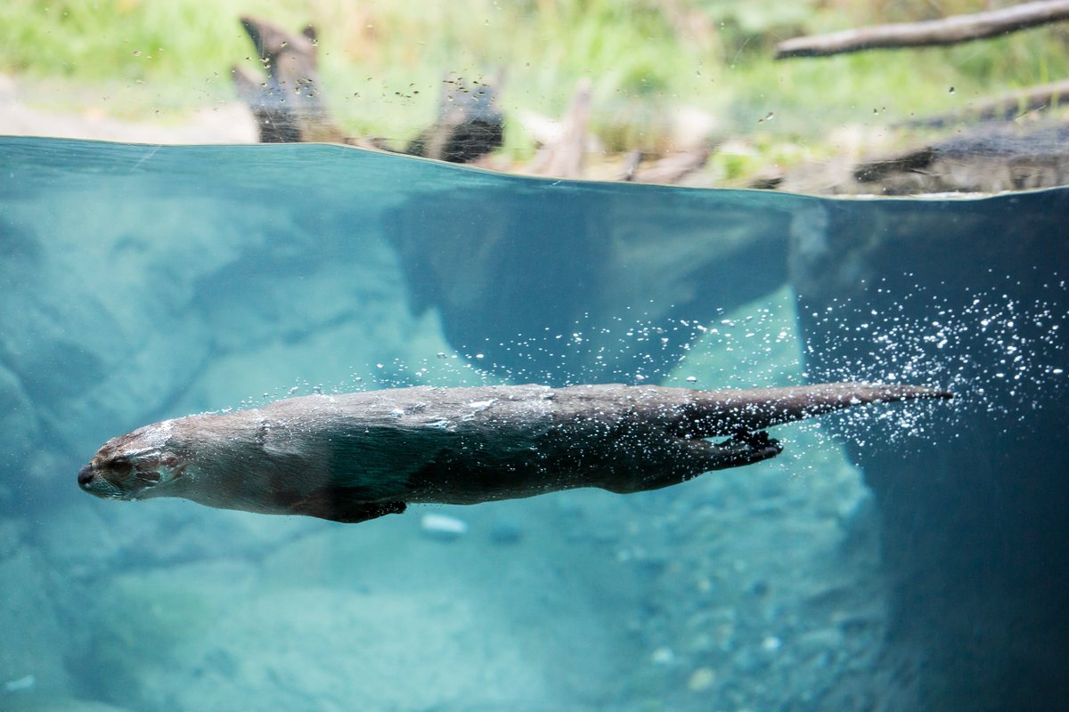 When this river otter made the perfect shape.North American river otters are playful, adorable animals full of that Pacific Northwest energy...but their presence is also an indicator of good, clean water and a healthy ecosystem.