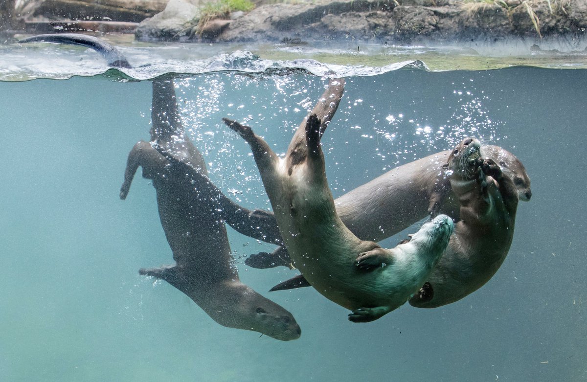 This underwater perfection. Water pollution is a cause for concern right here in Washington where river otters rely on the Green-Duwamish River that flows from pristine wildlands into major industrial centers.