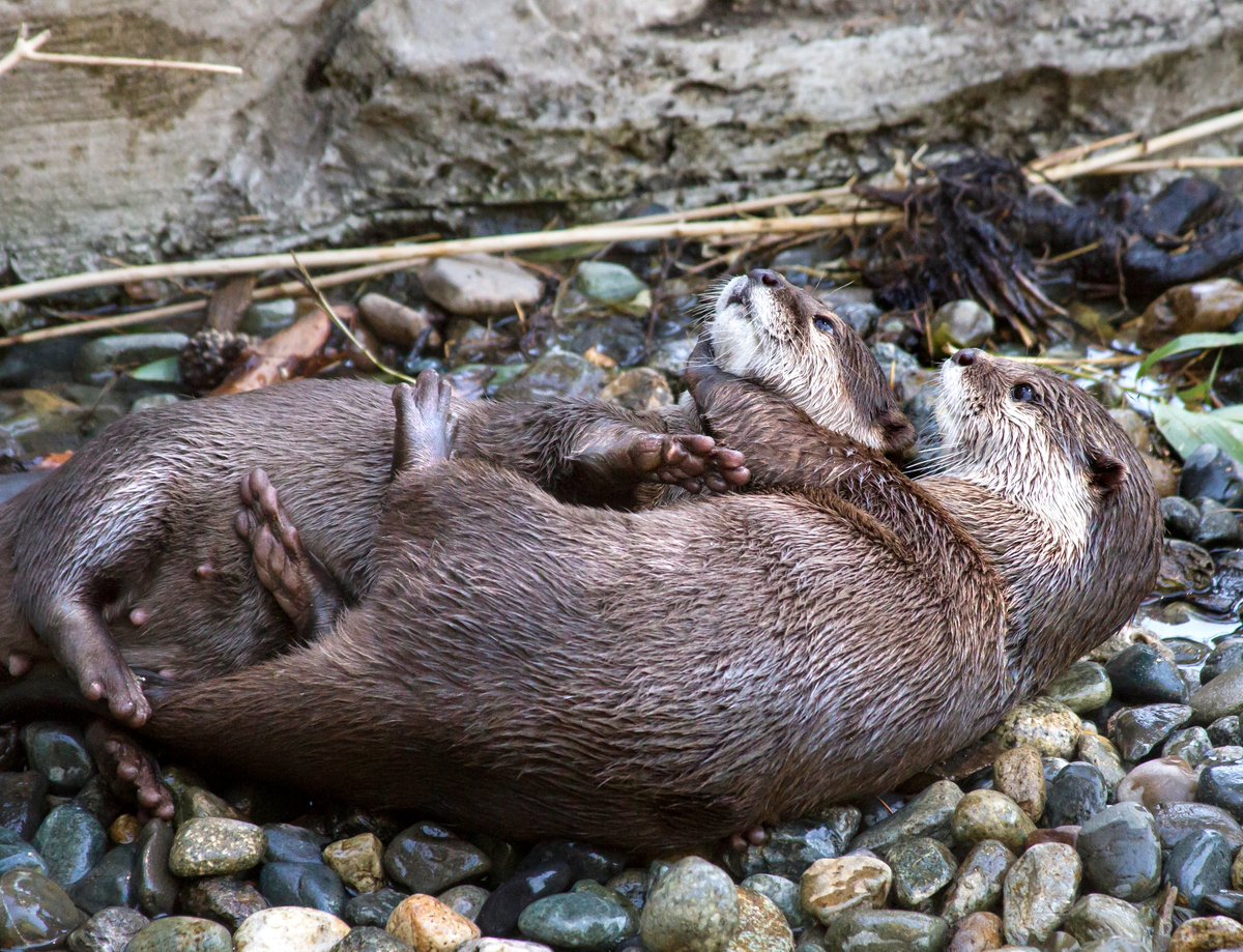 This devastatingly cute wrestle-hug happened to remind you to keep waterways clean.  #WorldOtterDay  #CutenessOverload