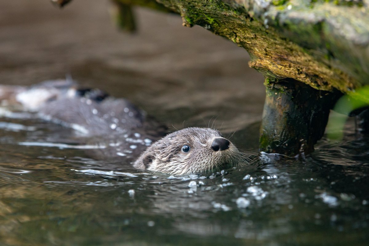 Help protect local otters by keeping waterways clean and protecting habitat along riverbanks, streams, ponds and the Puget Sound.Thanks to  @CarterSubaru for supporting this otterly awesome content and healthy habitats for otter us!