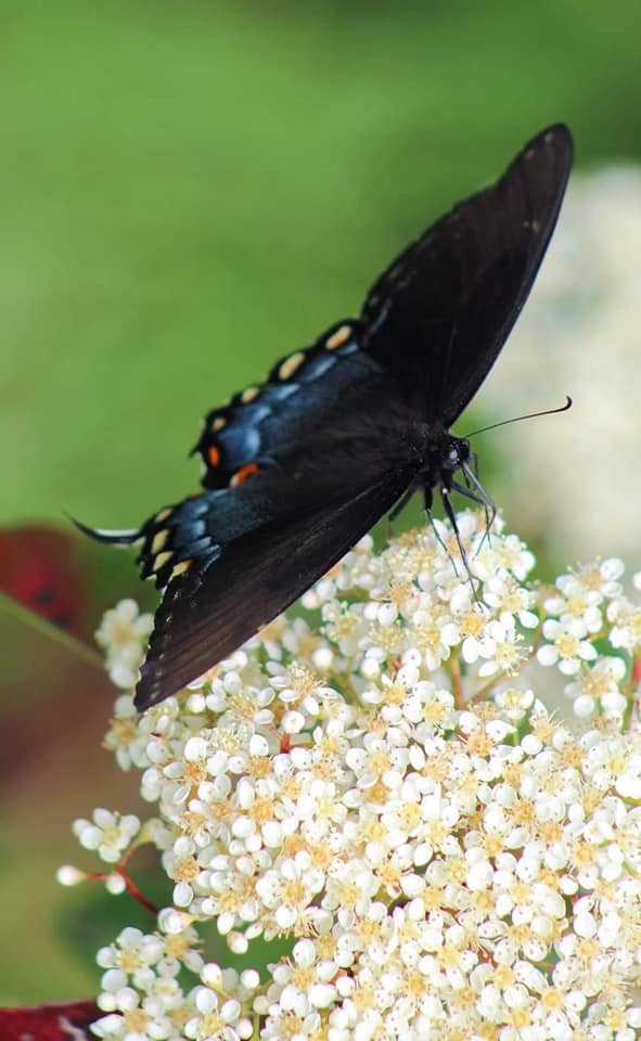 LRGVLL's tweet photo. female Dark Morph Eastern Tiger Swallowtail on a red Tip Photinia. 

Butterflies are also called the wild indicators of an ecosystem. Butterflies are naturally responsible for increasing the biodiversity of an ecosystem. https://t.co/Hiobtkassb
