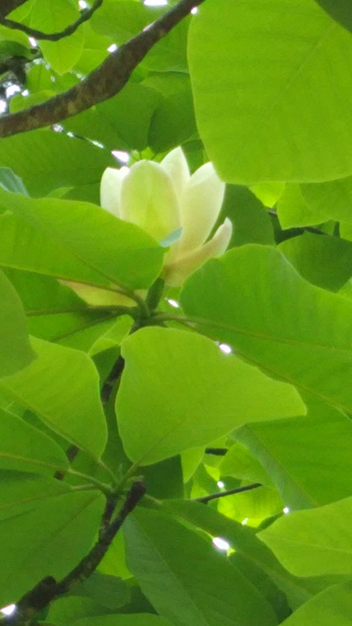 村上木彫堆朱 池野漆工芸 塗り師 池野律子 朴の木の花 友人に案内してもらい はじめて見ました 湿度の高い日はいい香りがするらしい 村上木彫堆朱に使われる木地 朴の木 堅すぎず柔らかすぎず 粘りがあって 細かい彫りも彫りやすい木です 友人に