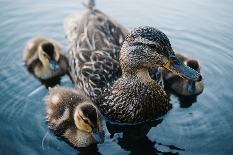 It’s baby season for NYC’s urban wildlife. If you spot young wildlife while you’re out, enjoy from a distance and don’t assume baby animals need your help. Young animals often look as though they’re abandoned, but their parents are actually nearby! #wildlifeNYC #NYCMayorsAnimals