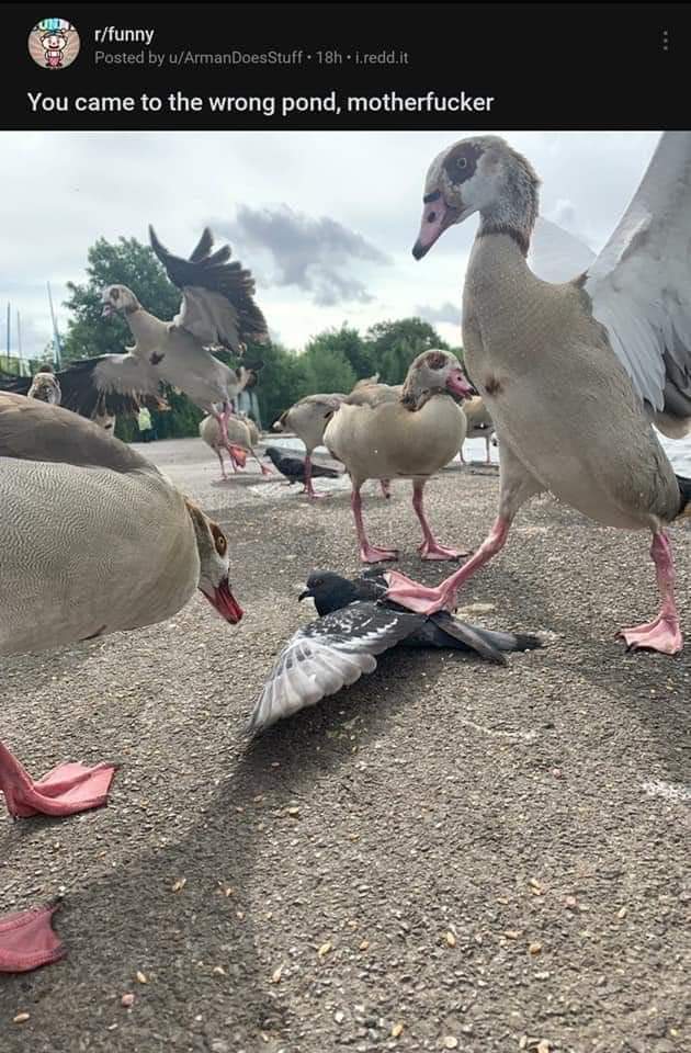 How about them geese. 
#LivePDNation
@glenn_henagan <a href="/allenconnelly12/">Agent Connelly West Baton Rouge sheriffs k9 Korra</a> <a href="/James_lewis2/">James Lewis</a>