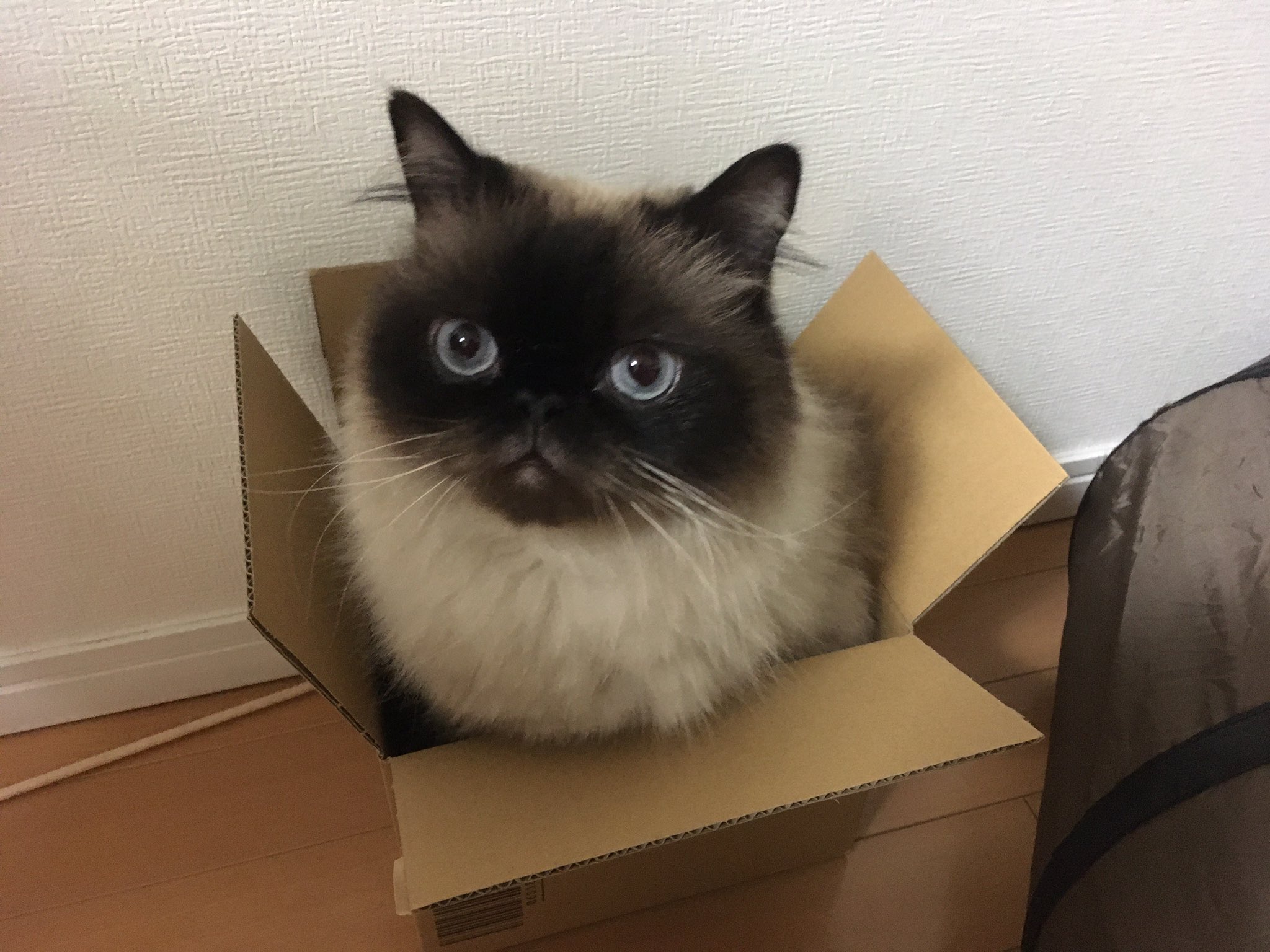 Aki リカバリーコーチ 猫を飼われてる方へ 春から夏にかけて ユリの花がキレイに咲く時期ですが 猫ちゃんには毒になります 家の中には持ち込まないようにして その香りや美しさは空の下で楽しむようにしましょう 猫のいる暮らし シンくん シン