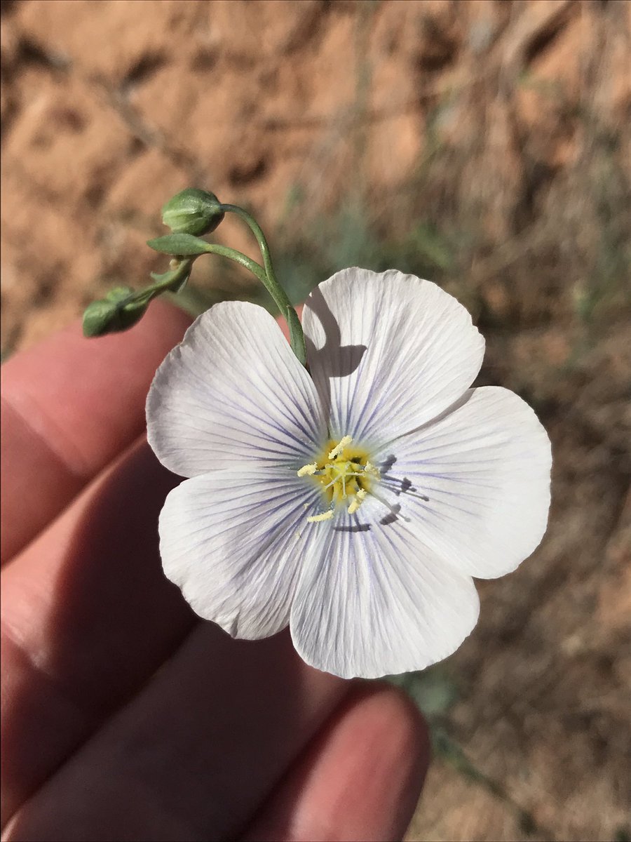Just back from my first trip to the  @ParashantNPS national monument and it's a great year for native plant blooms! This is just a small sampling of the almost 40  @inaturalist observations I uploaded today.