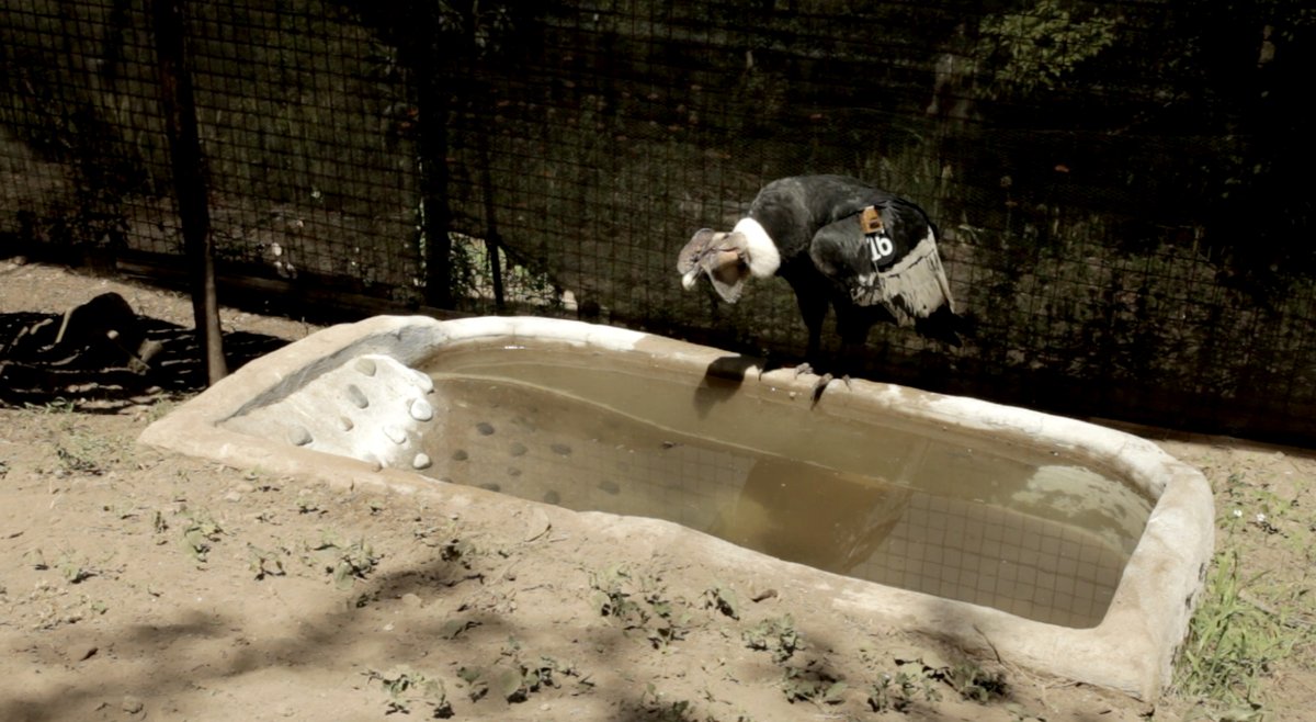 Zoo_Quito's tweet photo. Desde el @Zoo_Quito queremos contarles que el día de hoy marcamos a #Iguiñaro, quien recibió su rastreador satelital por parte de la @CondorFundacion, de esta forma podremos conocer detalles de su desplazamiento. Ahora esta listo para su pronta LIBERACIÓN.
#NiUnCóndorMenos https://t.co/53MP8EZG7U