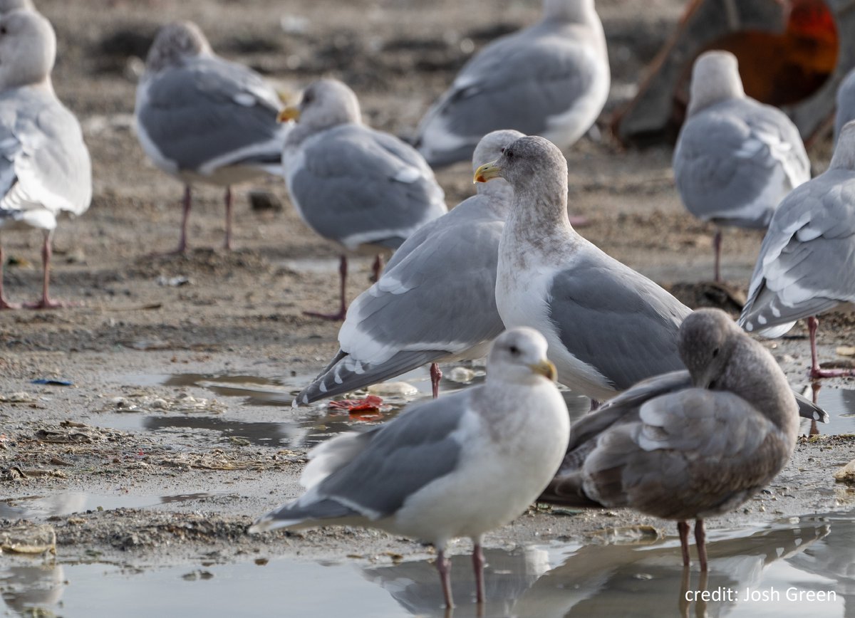 ECCCMarineBirds's tweet image. #ECCCSci research on Glaucous-winged gulls featured in @SecheltBC’s @coast_reporter highlighted how this multi-year tracking study is collecting baseline information on habitat choice, diet and health in the #SalishSea #scicomm #marinescience bit.ly/2LZrfsO