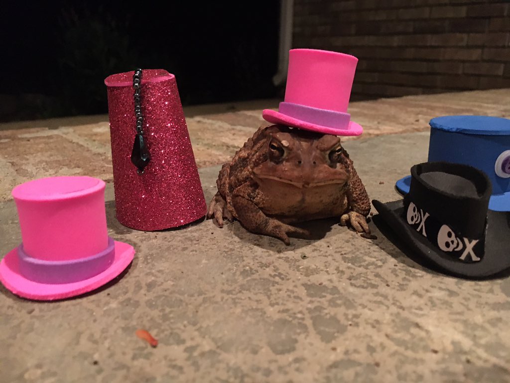 Decisions, decisions... Not sure which hat to wear tonight. Oh well, can’t go wrong with the classic tophat. 
#toads #toadhat #tinyanimals #cute #lookwhatifound #toadallyawesome #hats #animalsinhats #tophat  #whattowear #funnyanimals #funny #toadhaberdashery #animalmillinery