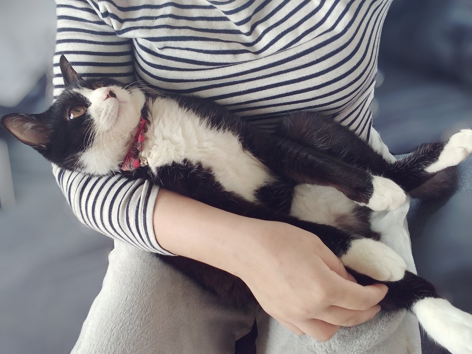 ヤチコダルマ　ネコ　猫　抱っこ ヤチコダルマ 黒猫 抱っこ - メルカリ