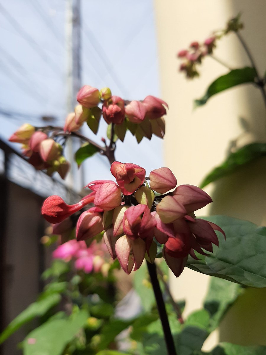 Mukum3's tweet photo. Even in chaos, take time to savour what nature has to offer.... 💕
#Clerodendrum #BleedingHeartVine https://t.co/EYovdXxD6J