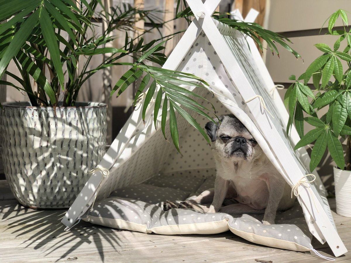 A5: Patio315 has been real nice, but I can’t wait for all the real restaurants to open! #pugchat