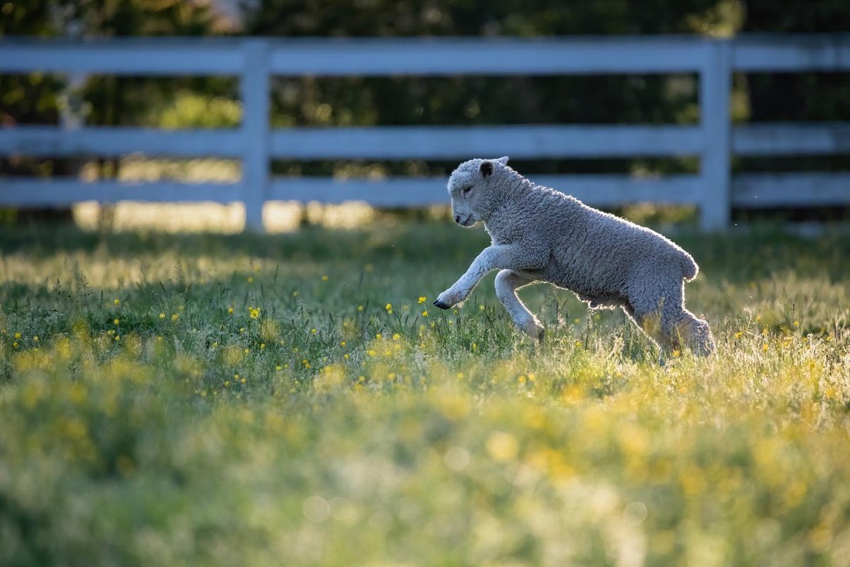 757collective's tweet photo. Spring joy captured by @laramorrisonart in Colonial Williamsburg. https://t.co/Spa3nYDJEq
