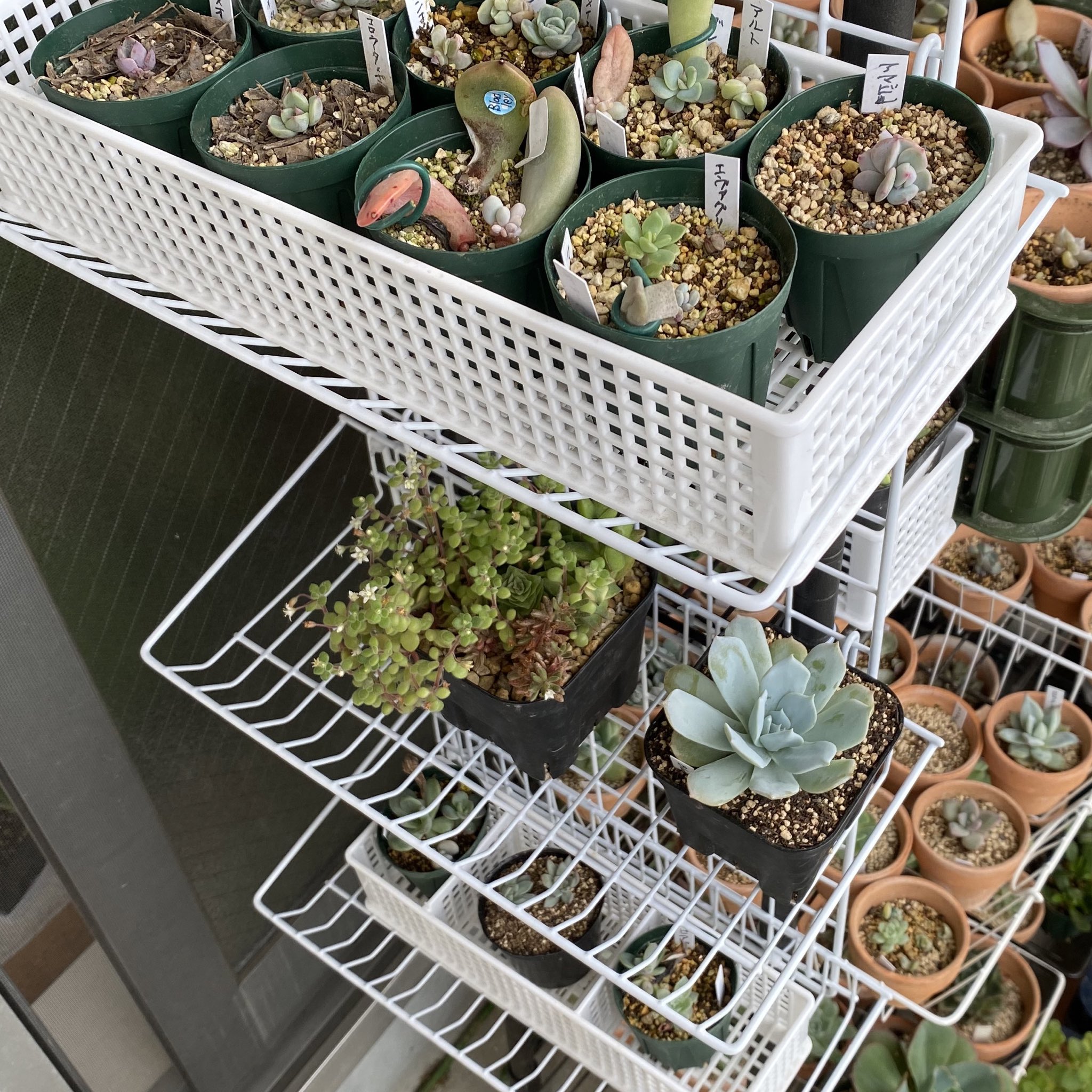 Tom Gr 100均アイテムでせっせと増設 エケベリア 多肉棚 Echeveria T Co Hca0auvjkh Twitter