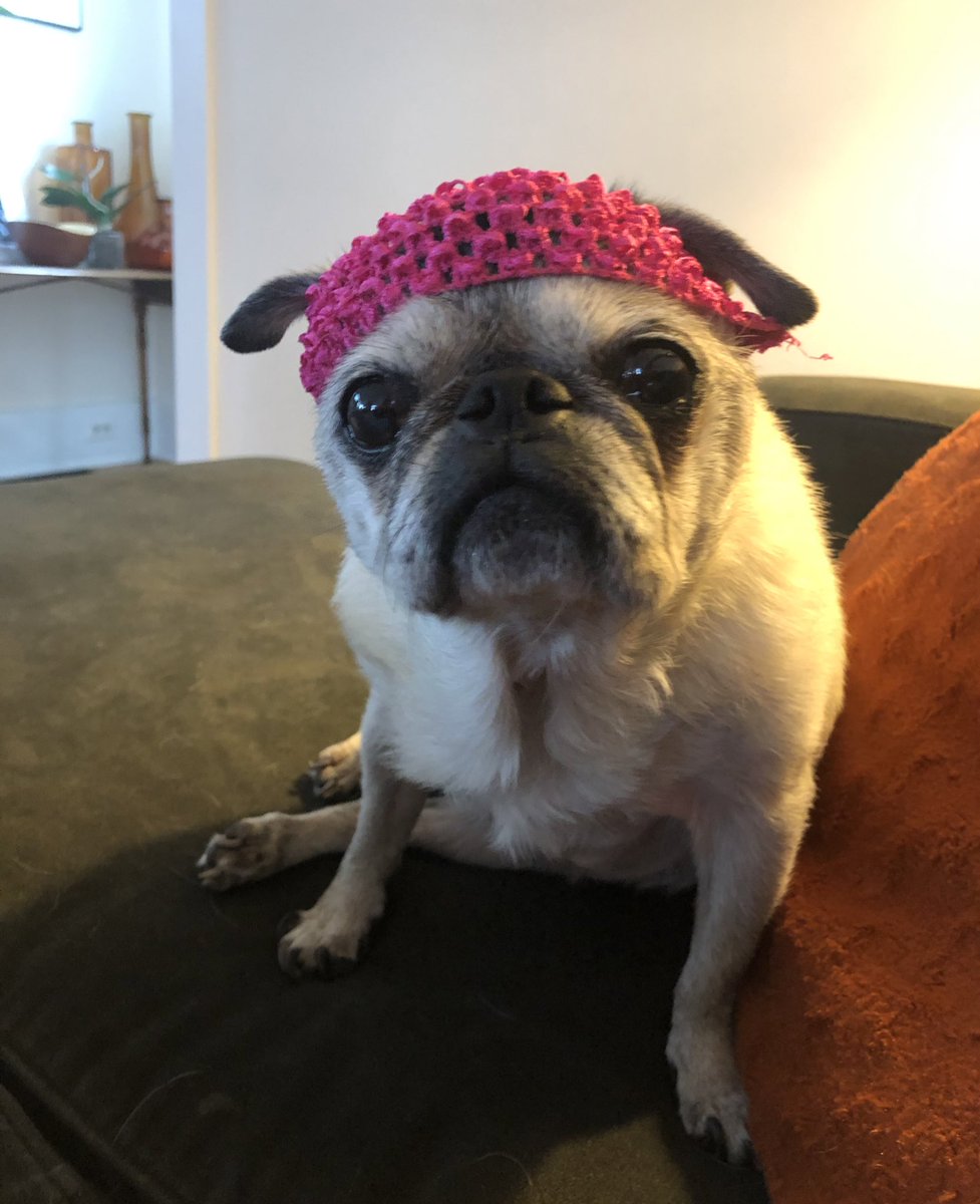 Great #pugchat everyone! We have missed you all immensely! Stay safe! 💕