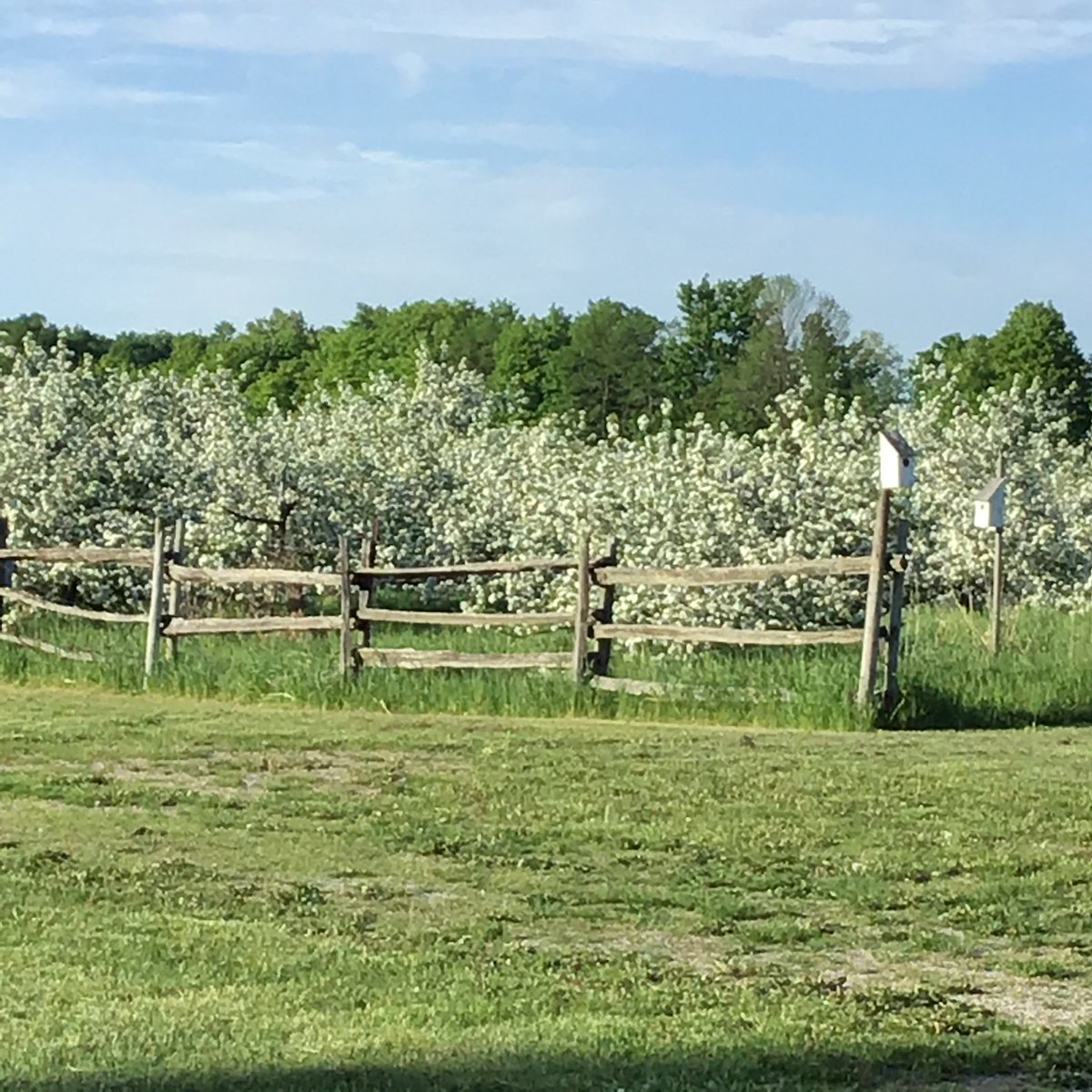 AvalonOrchards's tweet photo. Blossom time. https://t.co/OJWTTbT3p1