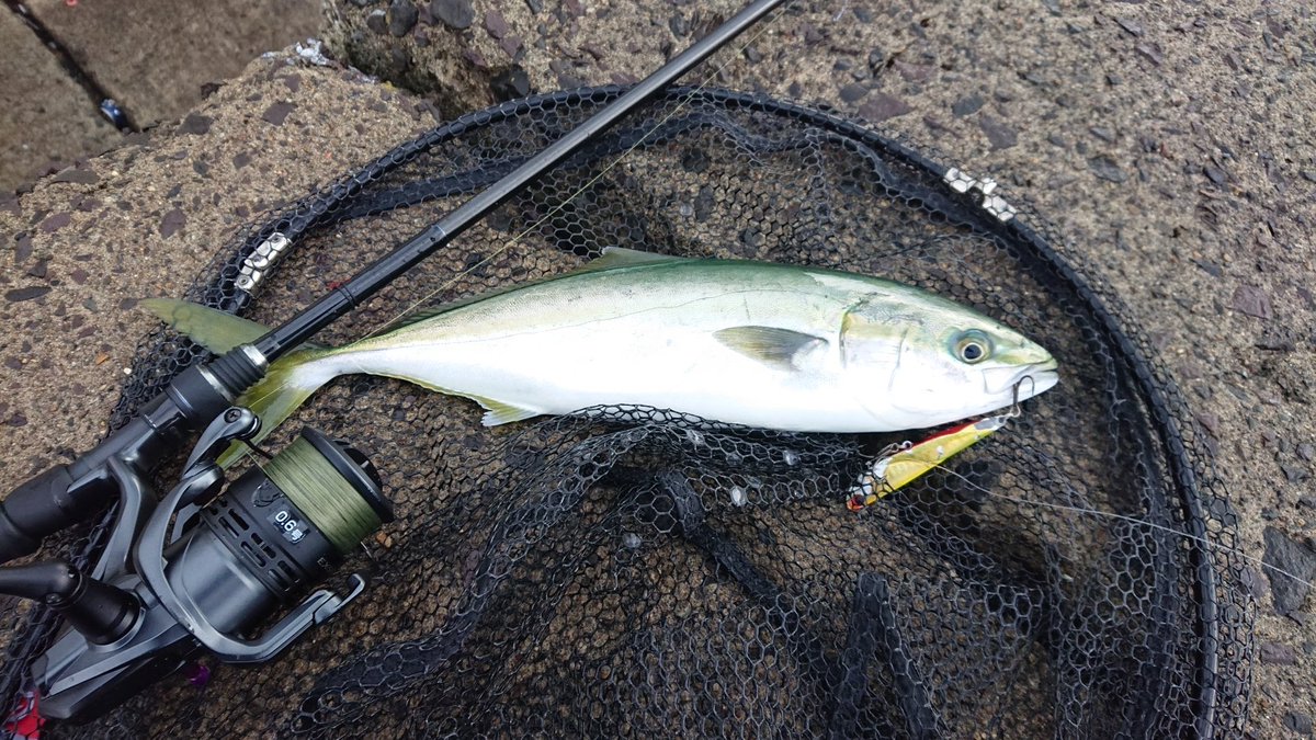 帰らないデェ 昨日の釣果 シーバス狙いで13湖 今別 青森市内のランガン 十三湖河口では強目の雨 満潮が絡んだ良いタイミングでしたが川の真ん中でイナダ 青森市内でもイナダ シーバスって空想上の生き物みたいですよ ｯｼｬｵｯｯｼｬｵｯ アウー 青森シーバス