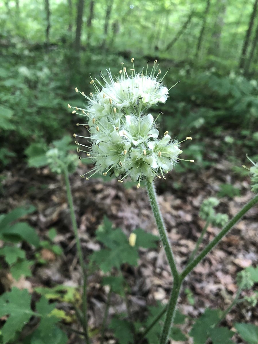 It was a great day at Gahanna Woods State Nature Preserve 
<a href="/VisitGahanna/">Gahanna CVB</a> #gahannaohio #hikingadventures #NaturePhotography