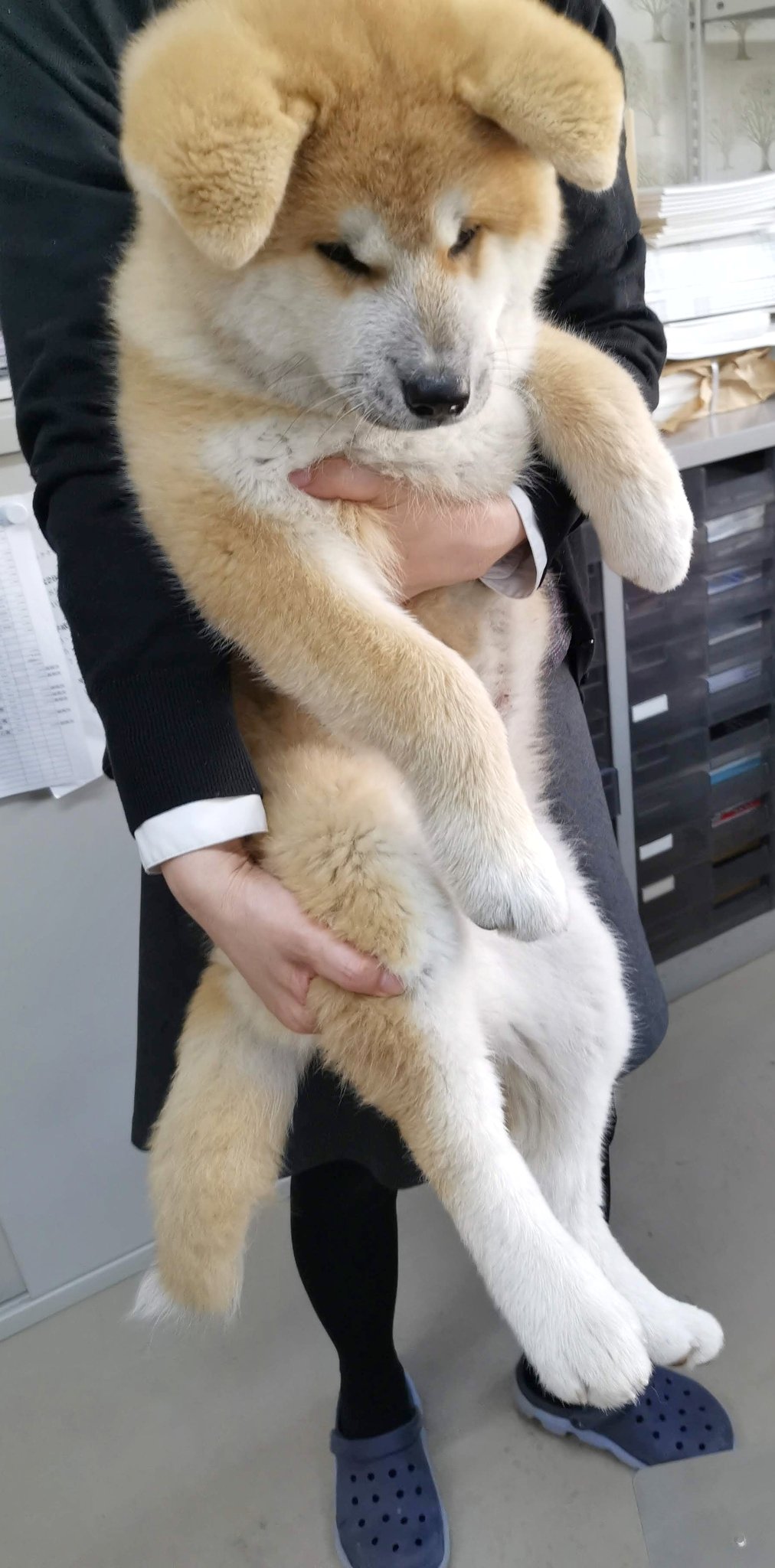 あきほ 秋田犬会館 生後3ヶ月手前でこのサイズ T Co M4yhvgjjtj Twitter