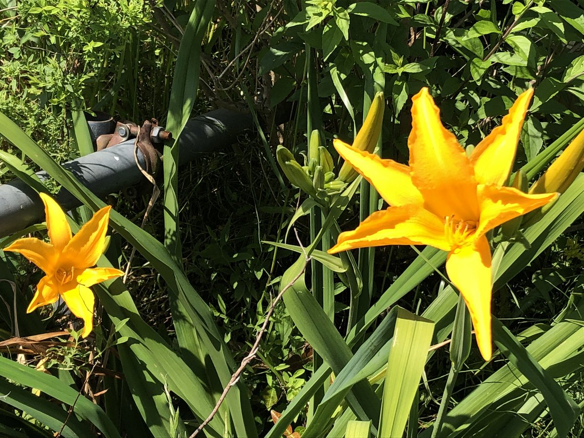 百合の花