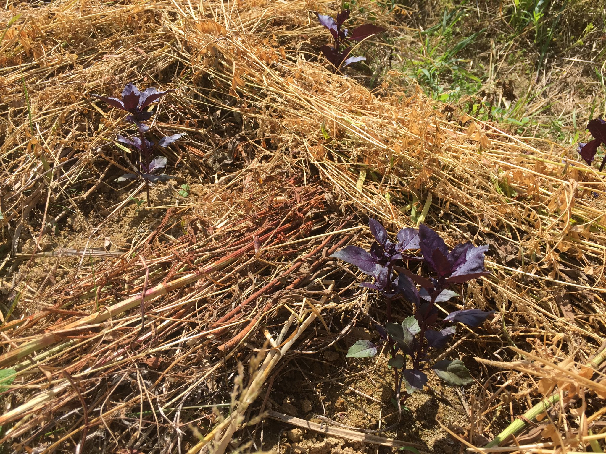 バジル苗 Twitter Search Twitter